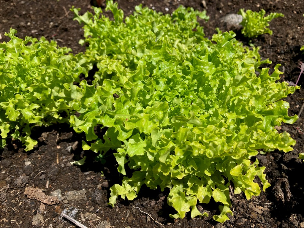 close-up photo of a head of green-leaf lettuce in dirt