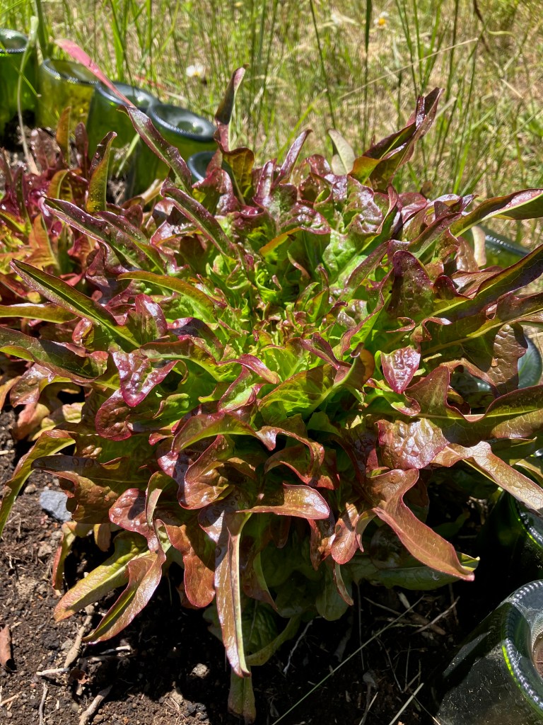 close-up photo of red-and-green leaf lettuce