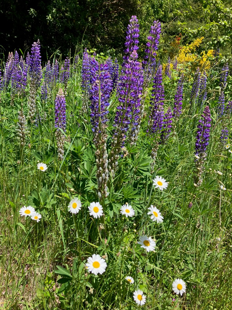 photo of tall lupine flowers with a stack of purple buds behind a smattering of white-and-yellow daisies and surrounded by grass