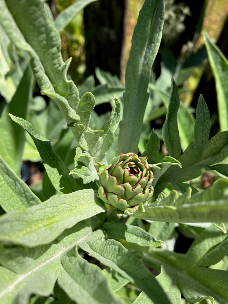 close-up photo of a small green artichoke bud surrounded by long green leaves
