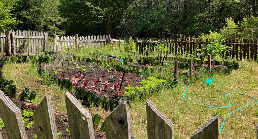 photo of two garden beds enclosing brown dirt, red and green lettuce and other plants, surrounded by grass and a picket fence