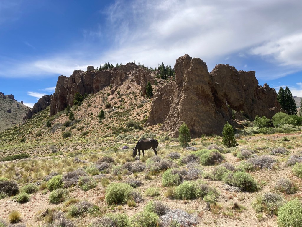 photo of a black horse eating sagebrush on the ground of an arid landscape with craggy rocks rising up behind