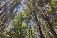 wide photo looking up the trunks of many tree trunks up to the green leaves at their tops with blue sky behind and rays of sun drifting down