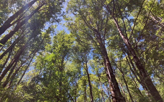 wide photo looking up the trunks of many tree trunks up to the green leaves at their tops with blue sky behind and rays of sun drifting down