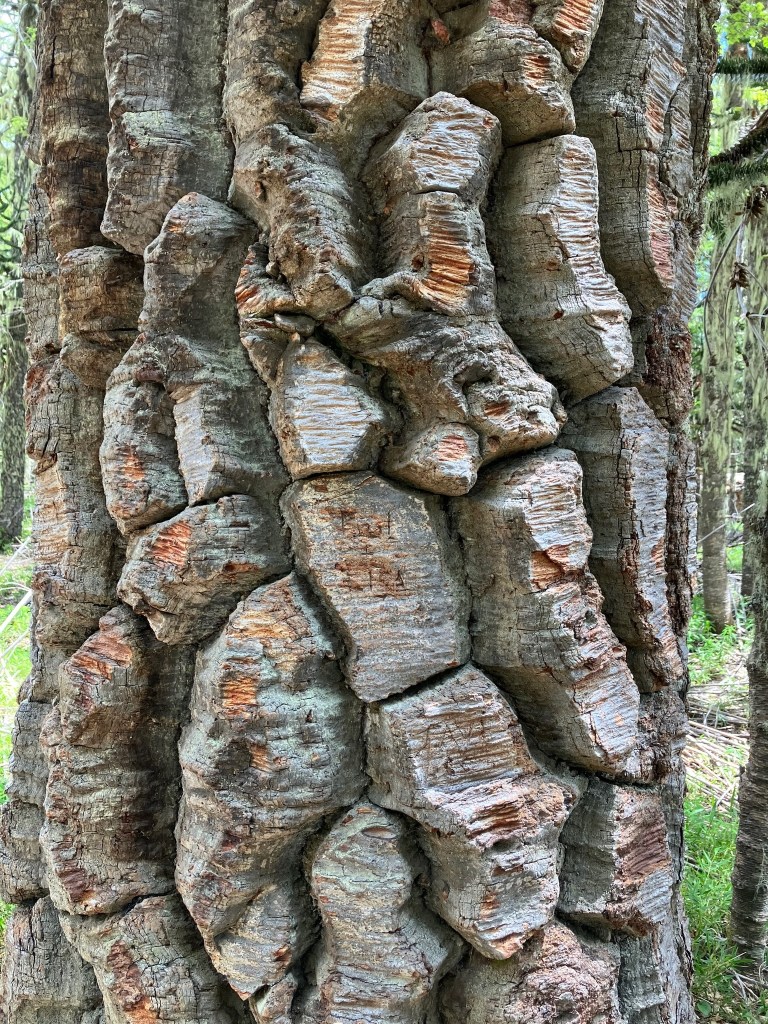 close up photo of a tree trunk with thick gray blocks for bark