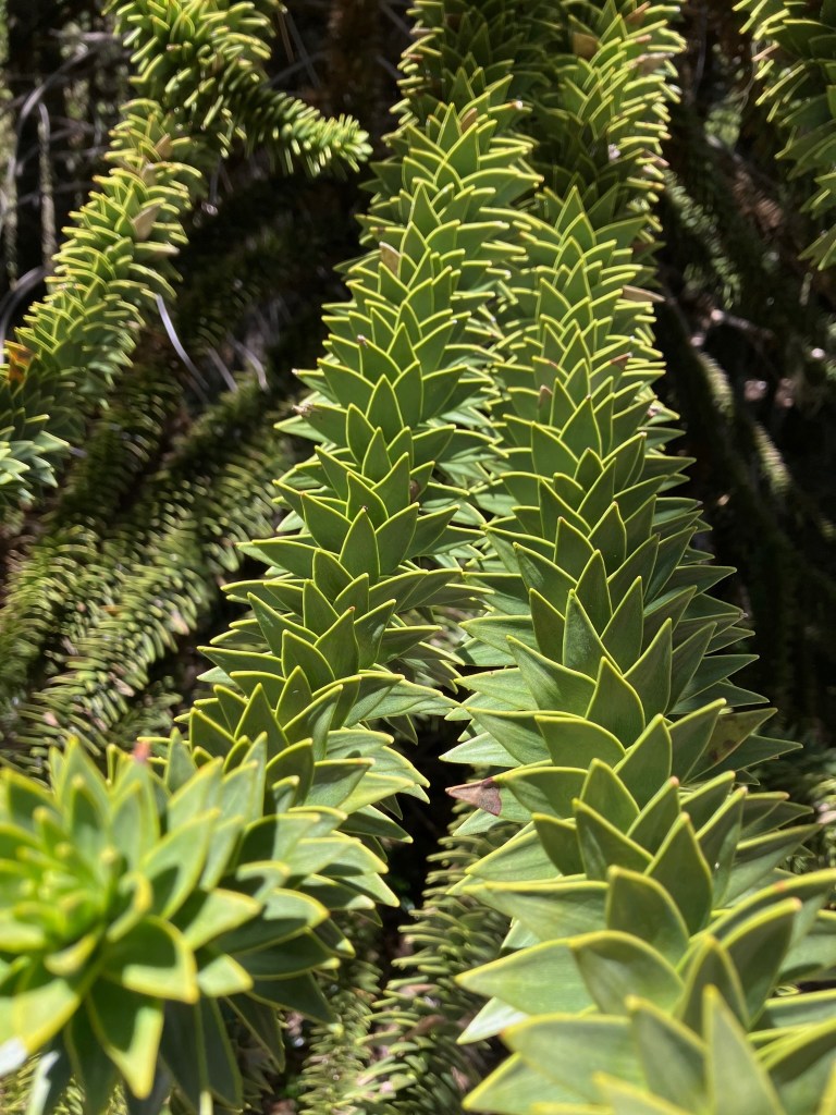 close-up photo of bright green spikey triangular leaves arrayed on long curved branches