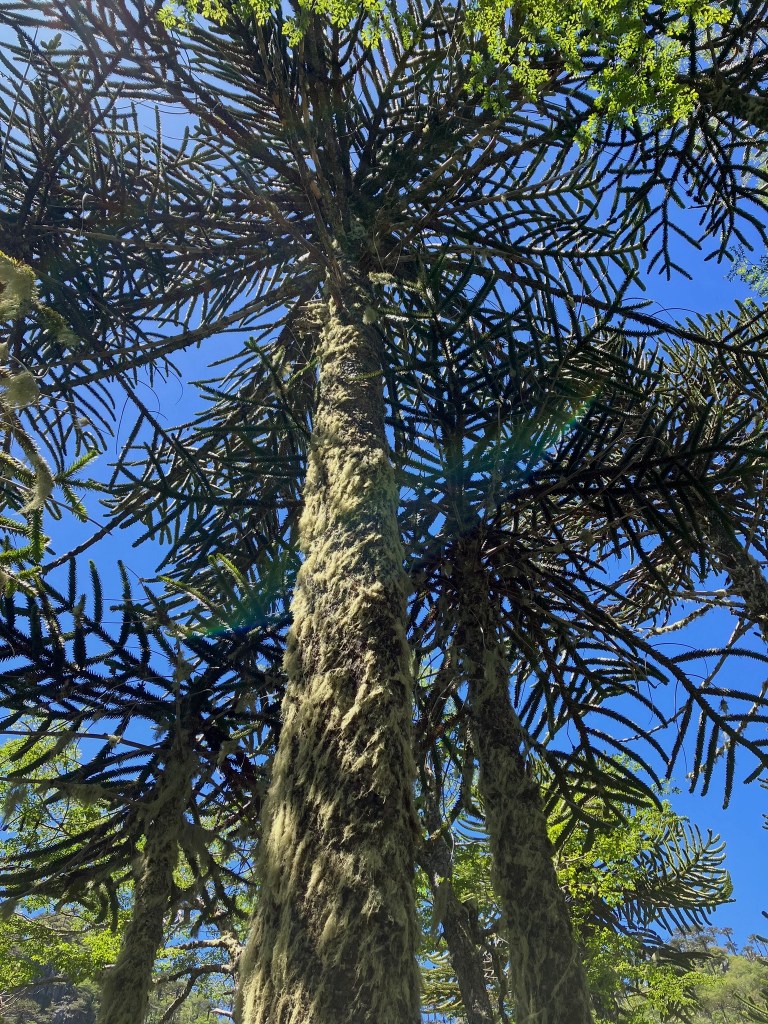 photo looking up a moss-covered tree trunk to an array of spiky green branches with bright blue sky behind