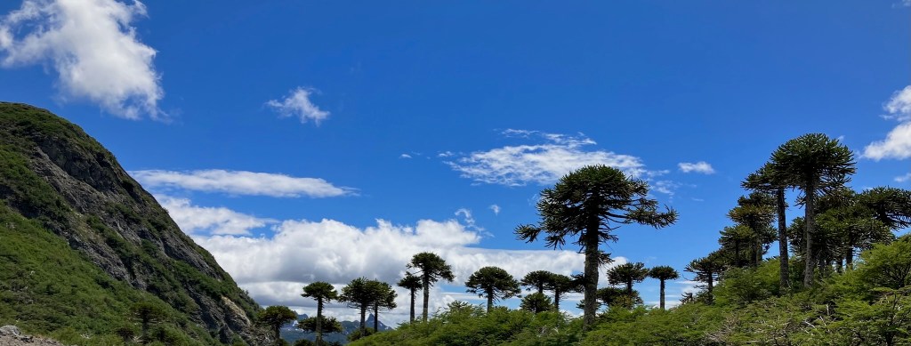 distant photo of trees with green tops and barren trunks arrayed against a blue sky