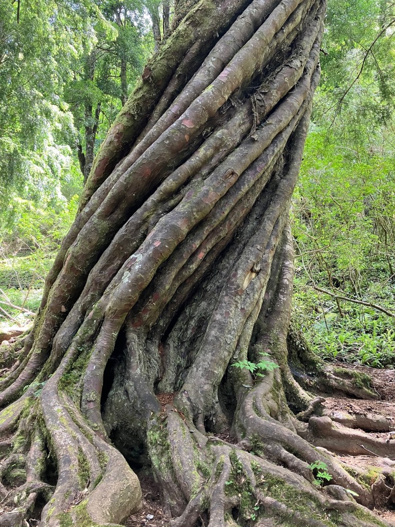 photo of a gray tree trunk that appears to be many smaller trees twisted around each other into a tight spiral
