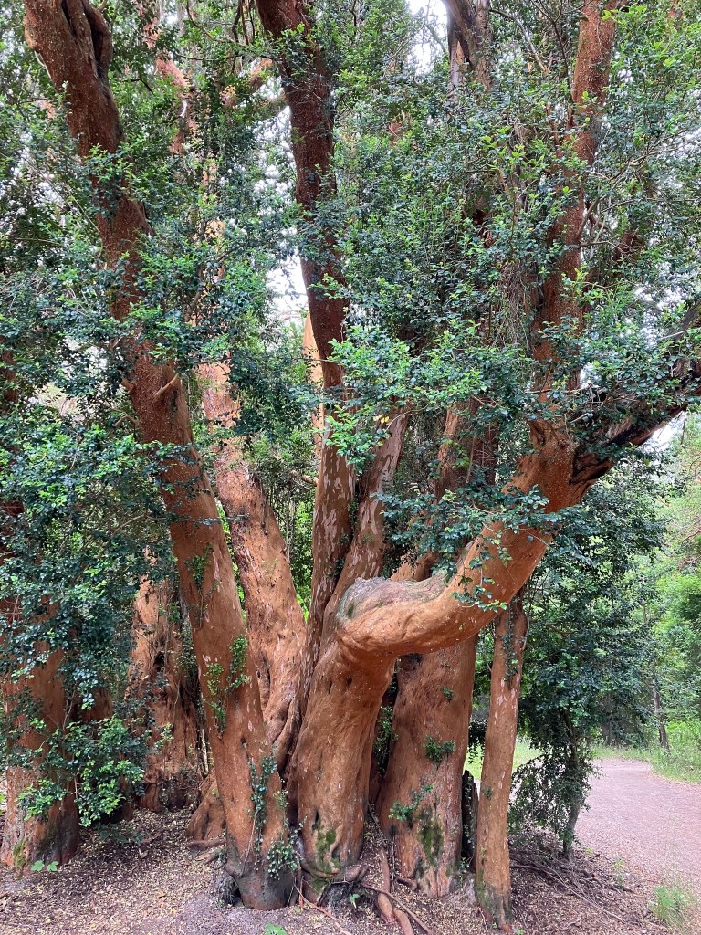 photo of six trees clustered together with smooth cinnamon-brown bark and small green leaves