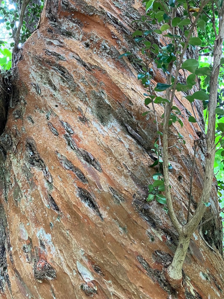 close-up photo of smooth cinnamon-brown bark flecked with black ovals and a small branch growing out of it with green leaves
