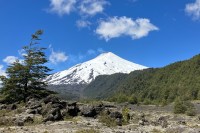 photo of a snow-covered, cone-shaped smoking volcano against a blue sky with a few white cloud above and a green ridge extending into the foreground, where a black and grey lava field and one small pine tree stand.
