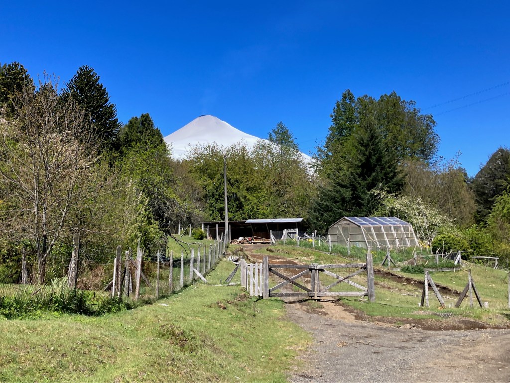 photo of an all-white snow-covered cone-shaped volcano against a deep blue sky, with green trees, a gravel road, a wooden fence, and a greenhouse in the foreground
