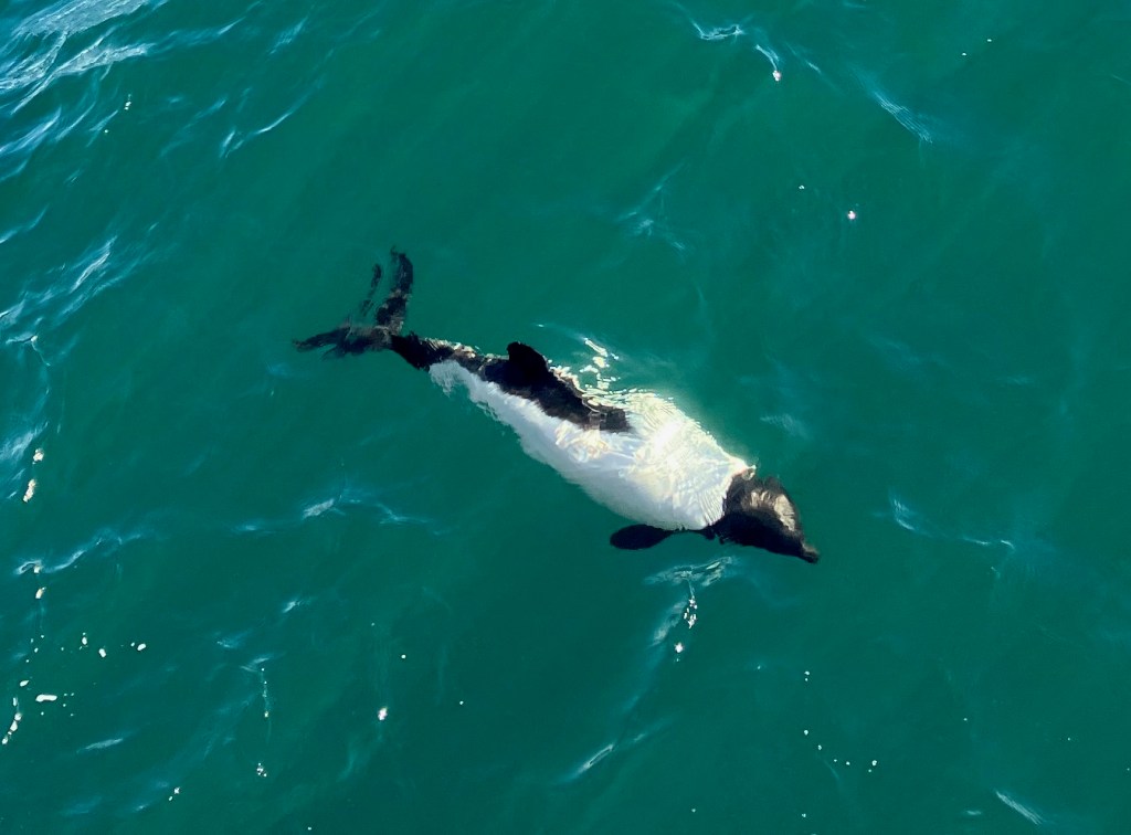 photo looking down on a black and white dolphin swimming in green sparkling water