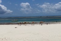 wide angle photo of a white-sand beach with four camels walking near the water's edge and a white fishing boat moored in the teal water behind