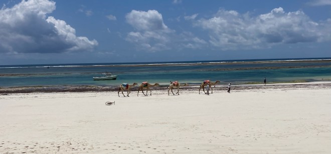 wide angle photo of a white-sand beach with four camels walking near the water's edge and a white fishing boat moored in the teal water behind