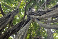 photo looking up gray, thick, vine-like trees tangled beneath green leaves and the sky beyond