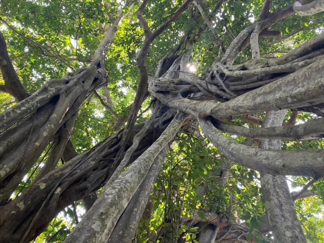 photo looking up gray, thick, vine-like trees tangled beneath green leaves and the sky beyond