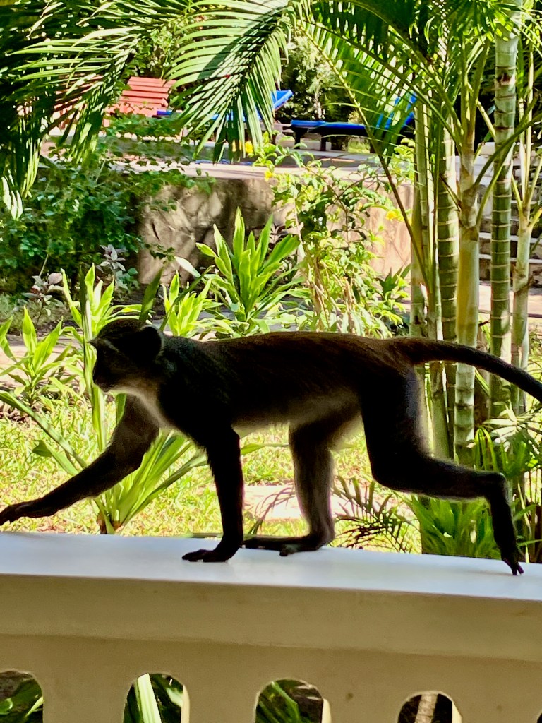 photo of a thin brown spider monkey with a long tail walking on four feet across a bannister with palm trees in the background