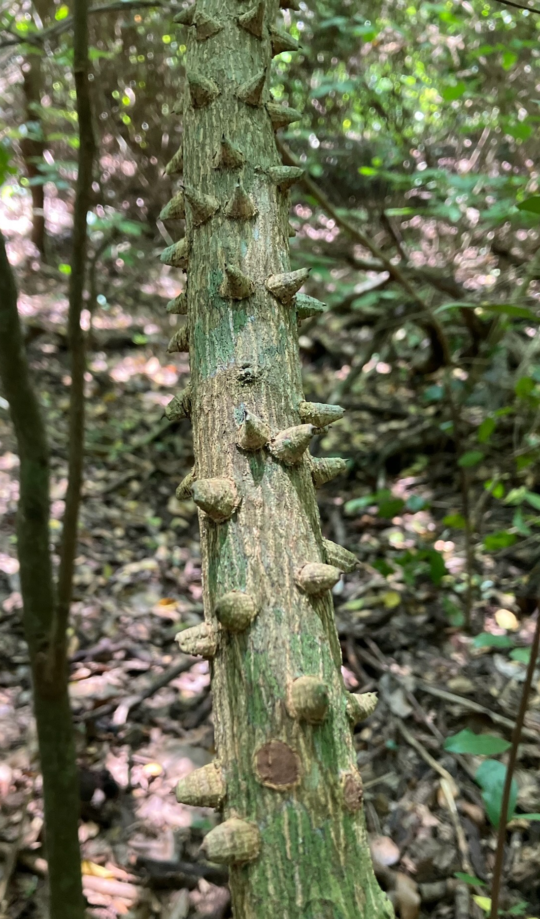 Close-up photo of a greenish brown branch with spiky bumps growing out of it