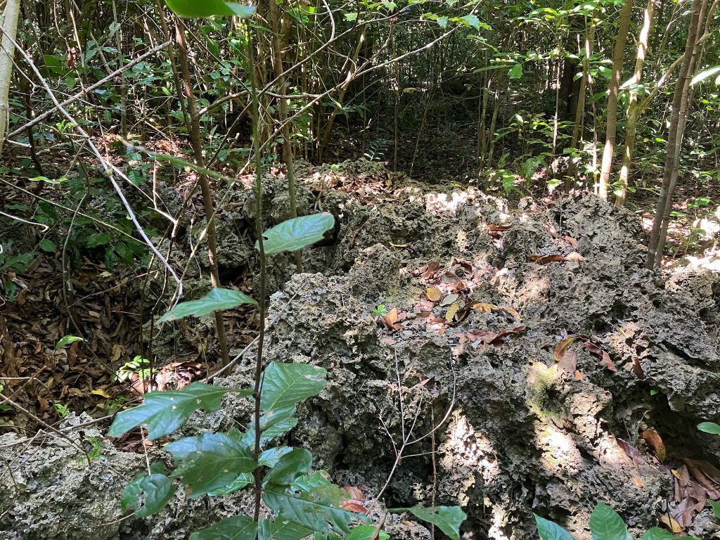 photo of a low wall of gray, porous coral rock amidst green leafy branches