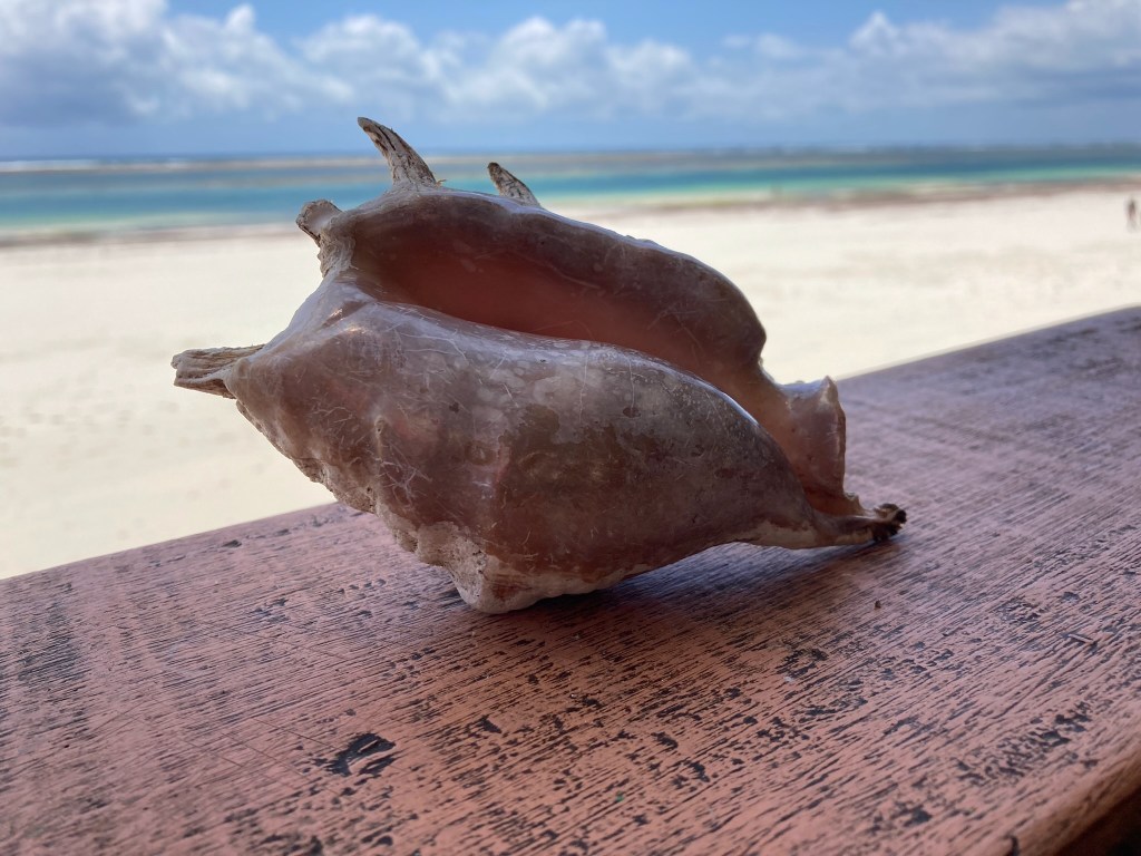 close-up photo of a large conch shell on a wooden shelf with a white-sand beach and teal water in the background