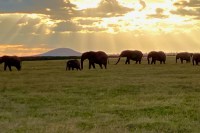 photo of an elephant family walking across a green field with a mountain in the background and rays of sun parting gray clouds