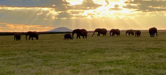 photo of an elephant family walking across a green field with a mountain in the background and rays of sun parting gray clouds
