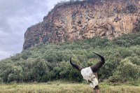 photo of a tan and gray cliff with green trees at its base and a white buffalo skull with black horns on a post in the foreground