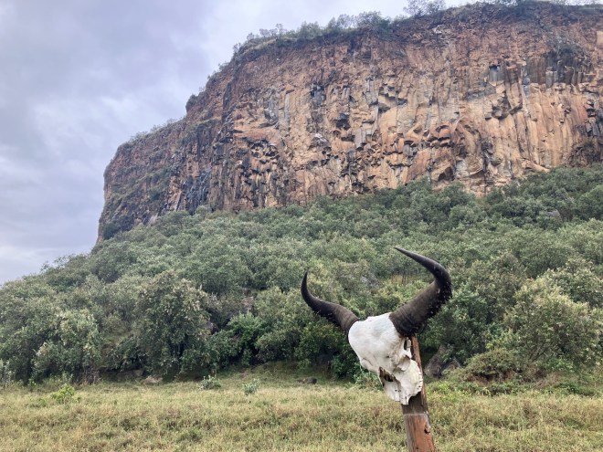 photo of a tan and gray cliff with green trees at its base and a white buffalo skull with black horns on a post in the foreground