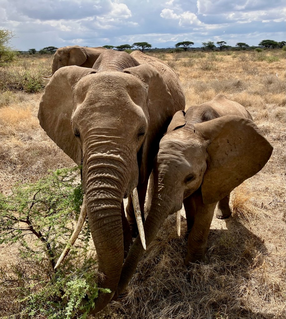 close-up photo of two gray elephants with white tusks, one adult and one young, snuggling close, with brown grass and a green bush