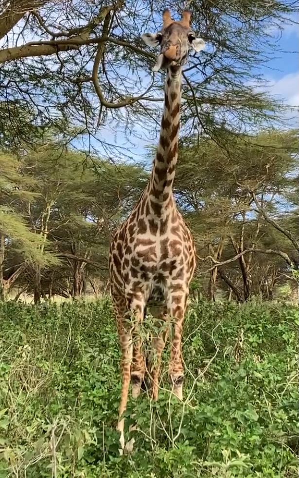 photo of a giraffe with brown spots on tan skin, facing the camera, sticking out its toung and flapping its ears