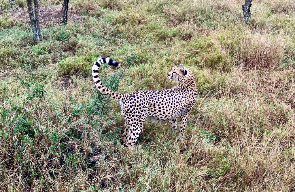 photo of a cheetah, light tan with dark brown spots, standing in a field of grass, with its head turned back over its shoulder and its tail curving up and over its back