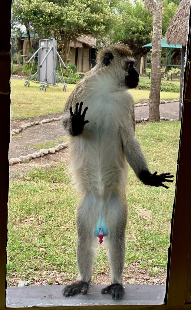 photo from inside a window of a monkey standing upright in the window. The monkey has white fur, black hands, feet, and face, and bright blue testicles framing a bright red penis.
