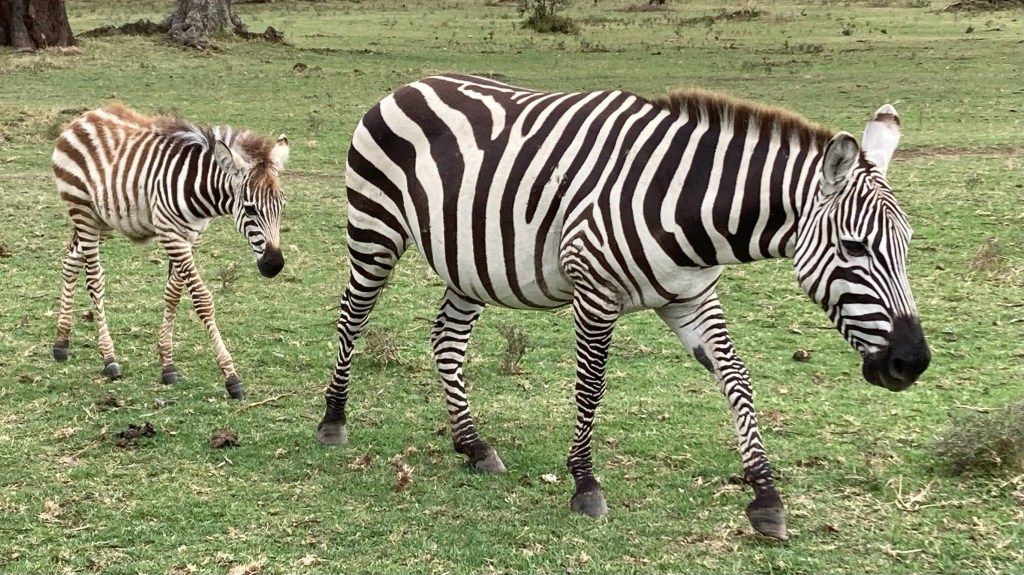 photo of a mother zebra walking on green grass with a young zebra foal walking behind