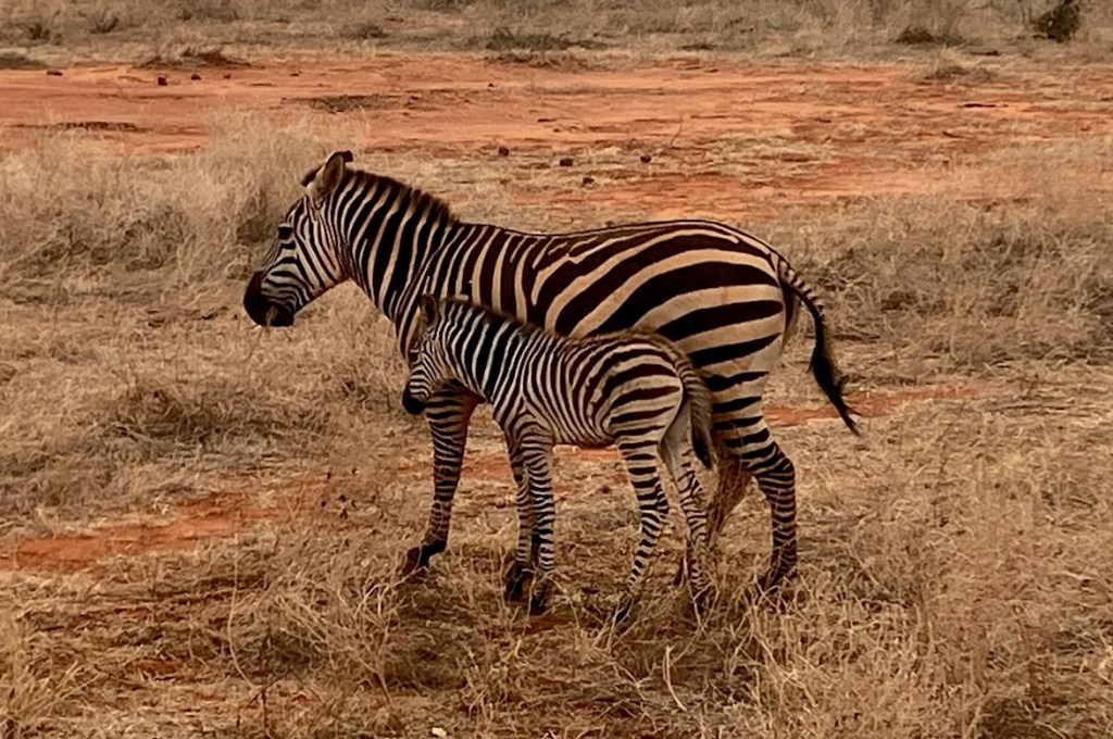 photo of two black and white zebras, one an adult and one a colt, standing side-by-side on a dry clay field