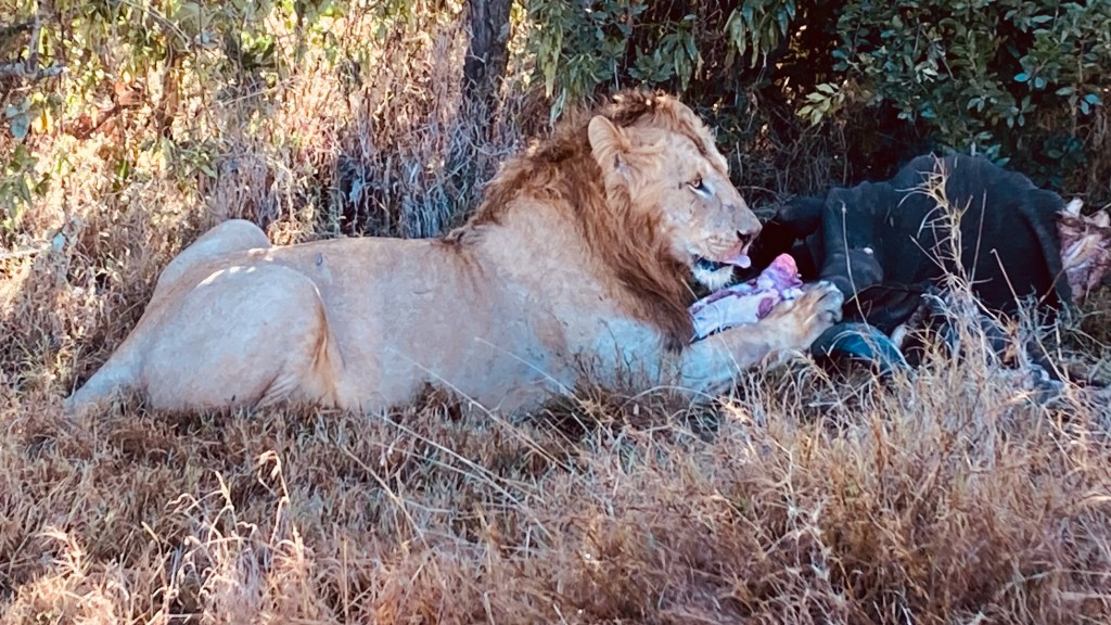 photo of a young mail lion, tan with a red-brown shaggy mane, lying in brown grass with forepaws tearing pink meat from a black carcass