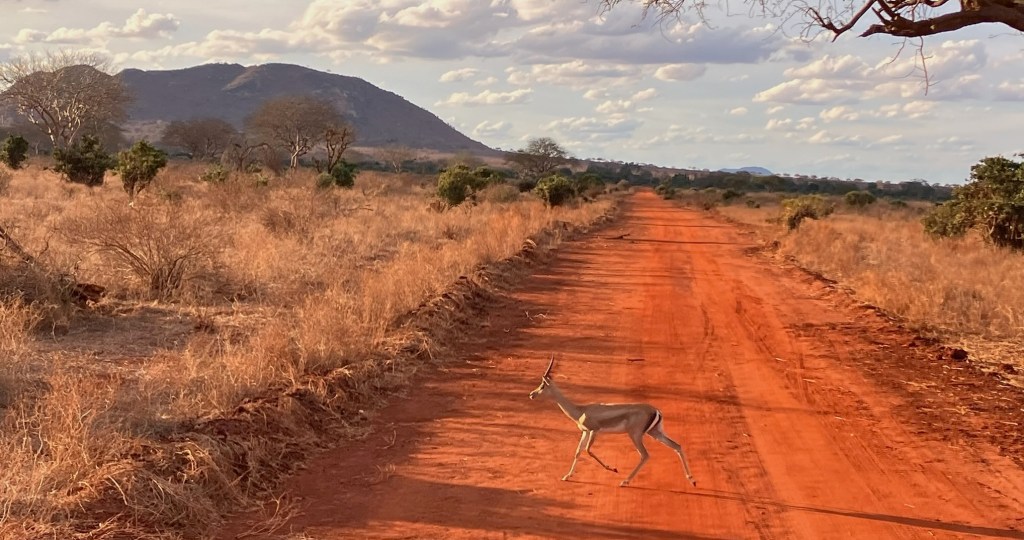 photo of an orange-red clay road with brown grass on either side, a dark hill and partly cloudy sky behind, and a tan-black-and-white gazelle with straight brown horns crossing it