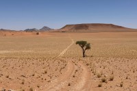 photo of a wide desert bisected by a two-track dirt road with one small tree beside it and a brown mesa and blue sky in the distance
