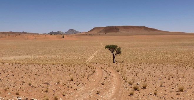 photo of a wide desert bisected by a two-track dirt road with one small tree beside it and a brown mesa and blue sky in the distance
