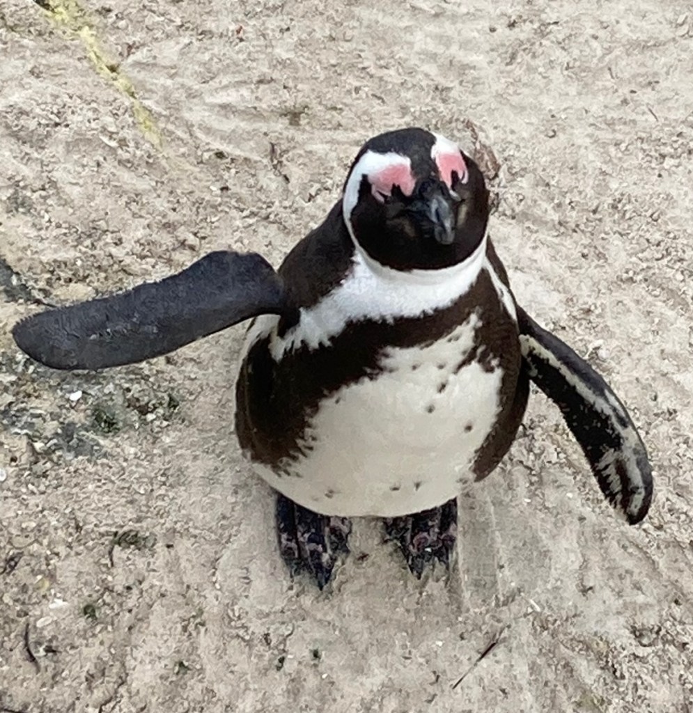 photo looking down at a black and white penguin with pink shading around its eyes and one wing outstretched