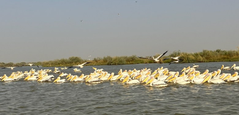 photo of a large flock of yellow-billed, white pelicans floating on rippled water, with several taking off in flight