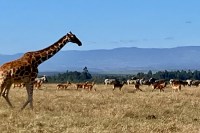 wide-angle photo of a giraffe walking across a yellow grass field in front of a herd of zebras and antelope, with green trees, mountains, and blue sky in the background.