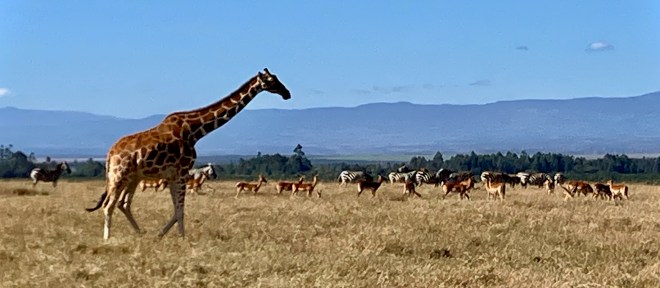 wide-angle photo of a giraffe walking across a yellow grass field in front of a herd of zebras and antelope, with green trees, mountains, and blue sky in the background.