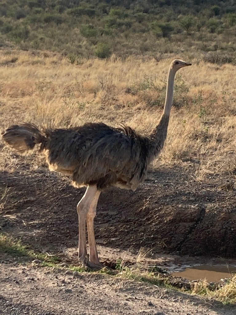 photo of a brown, black, and beige ostrich standing with its feathered tail sticking out to the left and its head and neck erect, against a backdrop of a yellow grassy field