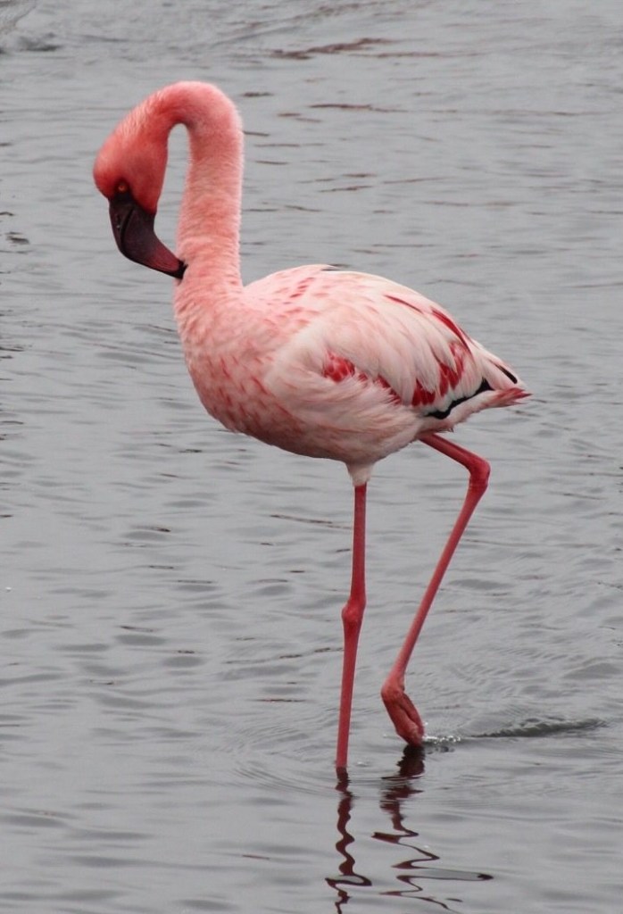 photo of a bright pink flamingo with its head curved down, beak touching its neck, wading in gray water with one foot emerging