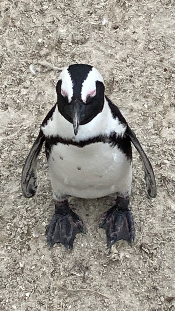 close-up photo looking down on an upright black and white penguin