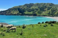 photo of green hills surrounding a teal-water bay with a sheep and two lambs in the foreground