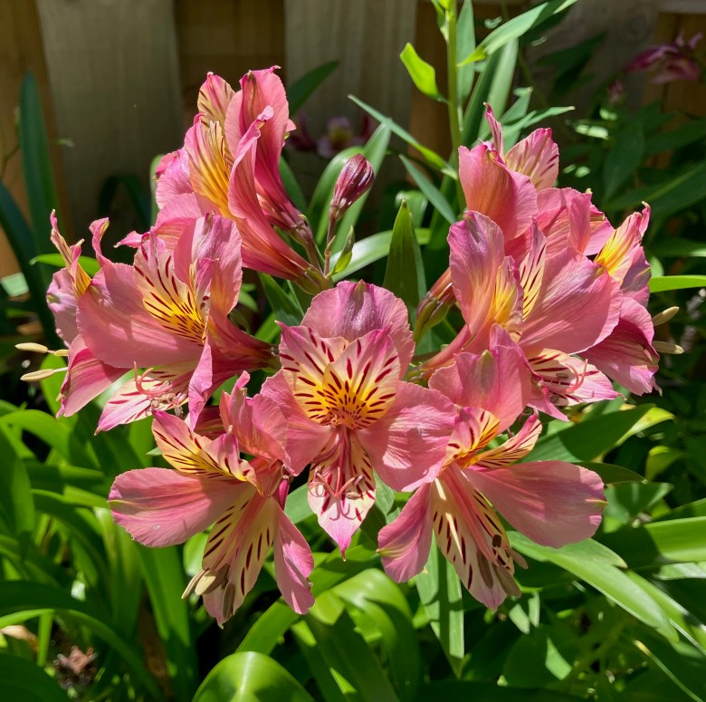 photo of a sunlit pink and yellow flower in bloom with green leaves in the background.