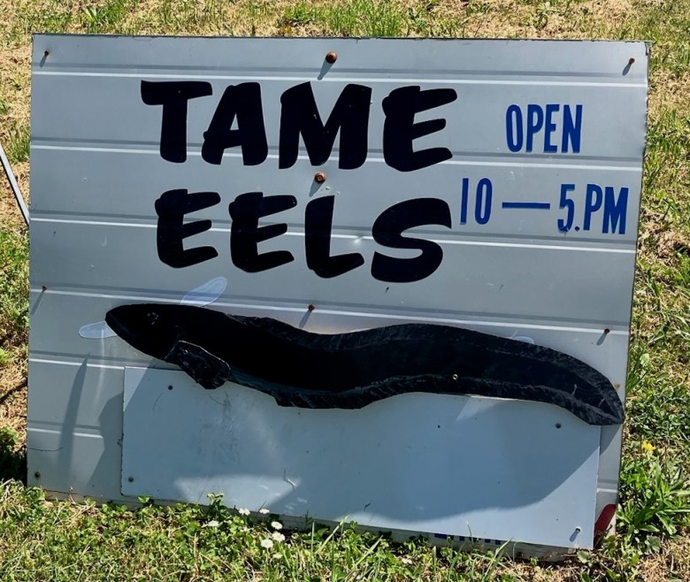 photo of a sign reading TAME EELS above a silhouette of a black eel